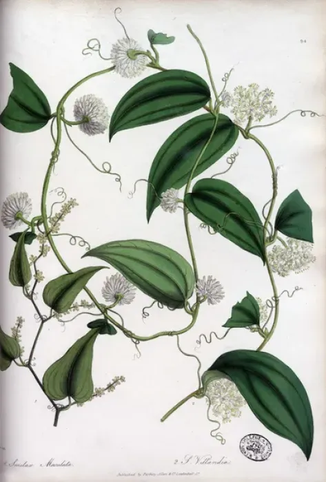 Framed Print : Smilax maculata and Smilax villandia Framed Print : Smilax maculata and Smilax villandia