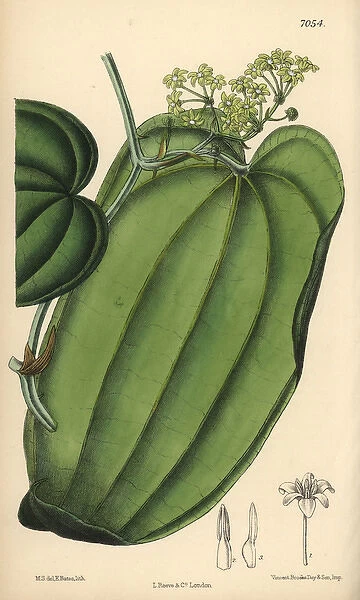 Smilax ornata, sarsaparilla, native to Mexico