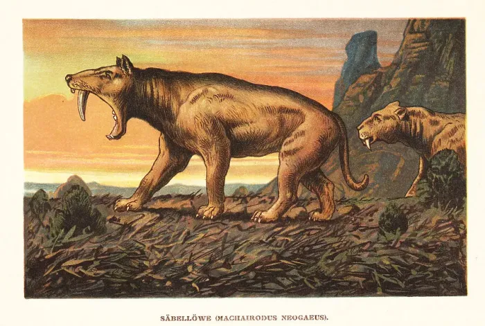 Framed Print : Smilodon pupulator, extinct saber-toothed tiger Framed Print : Smilodon pupulator, extinct saber-toothed tiger