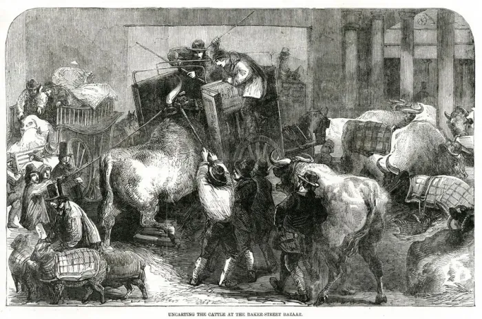 Framed Print : smithfield clubs club christmas cattle cows cow Framed Print : smithfield clubs club christmas cattle cows cow