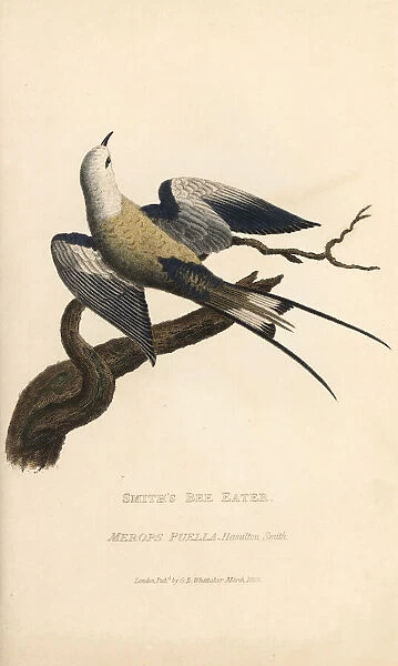 Smiths bee-eater, Merops puella