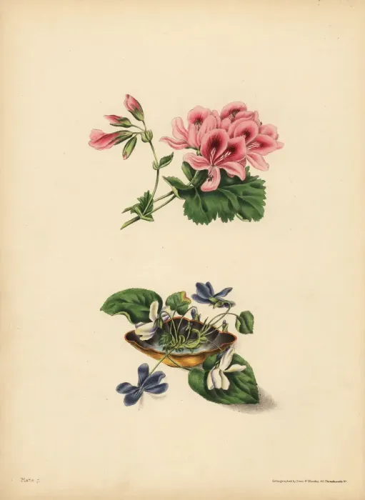 Framed Print : Smiths Geranium, Preference; sweet purple Framed Print : Smiths Geranium, Preference; sweet purple