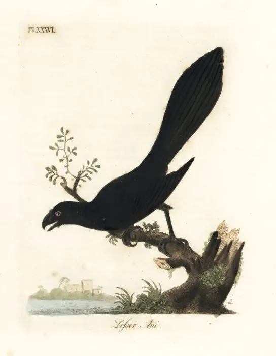 Framed Print : Smooth-billed ani, Crotophaga ani Framed Print : Smooth-billed ani, Crotophaga ani