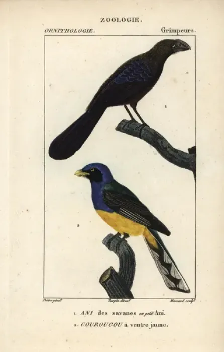 Framed Print : Smooth-billed ani, Crotophaga ani, and Amazonian Framed Print : Smooth-billed ani, Crotophaga ani, and Amazonian