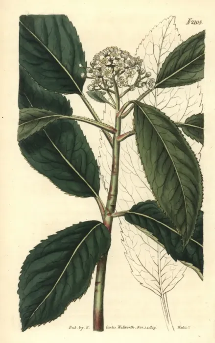 Framed Print : Smooth Chinese hawthorn, Crataegus glabra Framed Print : Smooth Chinese hawthorn, Crataegus glabra