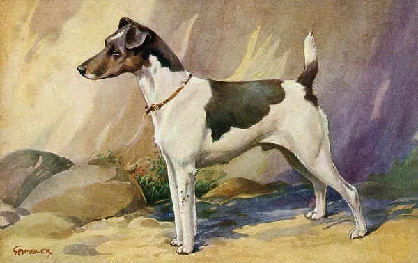 Smooth-coated Fox Terrier. Date: 1910s. Available as Photo Prints, Wall Art  and other products #19601561