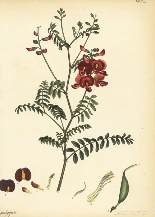 Framed Print : Smooth Darling pea, Swainsona galegifolia Framed Print : Smooth Darling pea, Swainsona galegifolia