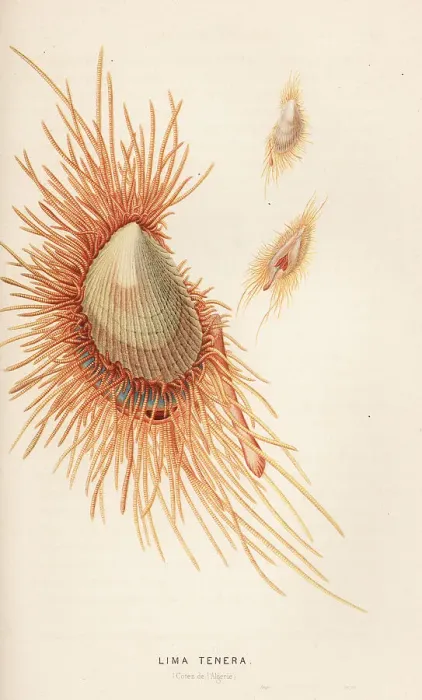 Framed Print : Smooth flame scallop, Ctenoides mitis Framed Print : Smooth flame scallop, Ctenoides mitis