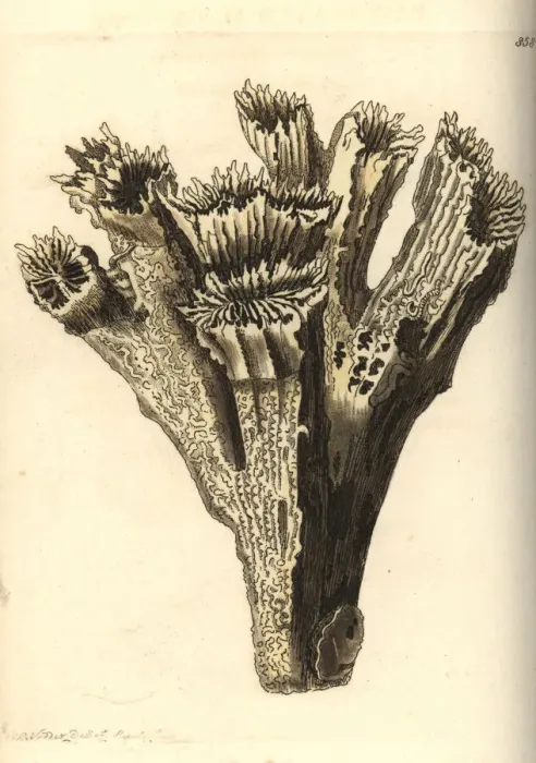 Framed Print : Smooth flower coral, Eusmilia fastigiata Framed Print : Smooth flower coral, Eusmilia fastigiata