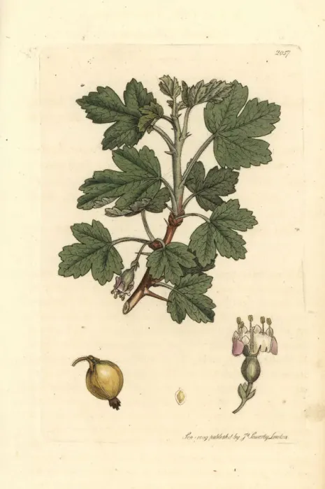Framed Print : Smooth gooseberry, Ribes uva-crispa Framed Print : Smooth gooseberry, Ribes uva-crispa