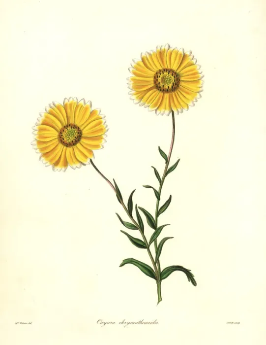 Framed Print : Smooth layia, Layia chrysanthemoides Framed Print : Smooth layia, Layia chrysanthemoides