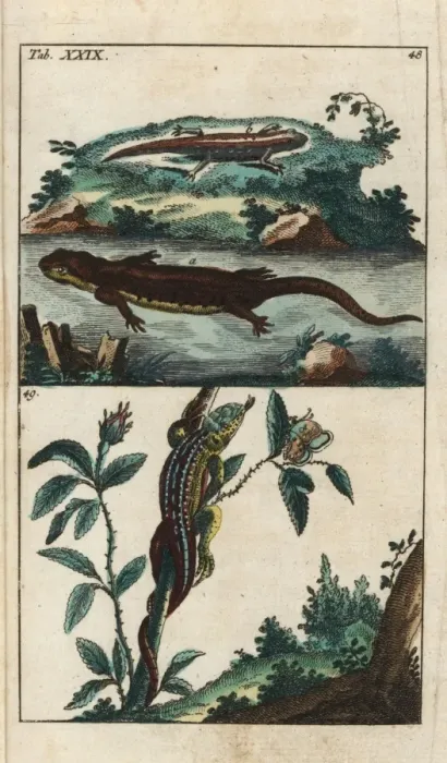 Framed Print : Smooth newt and sand lizard Framed Print : Smooth newt and sand lizard