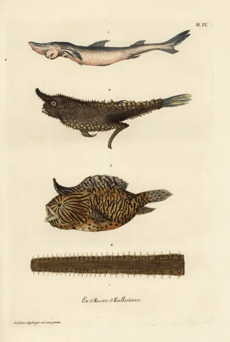 Framed Print : Smoothhand shark, angler fish, burrfish and sawfish bill Framed Print : Smoothhand shark, angler fish, burrfish and sawfish bill