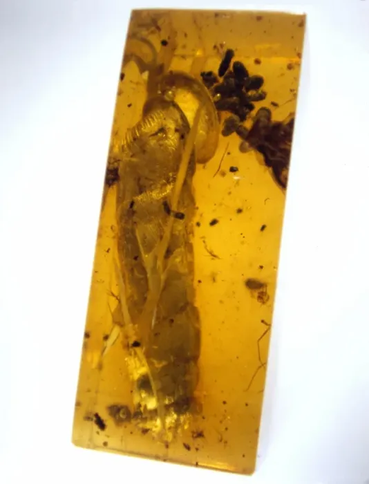 Framed Print : Snail in Burmese amber Framed Print : Snail in Burmese amber