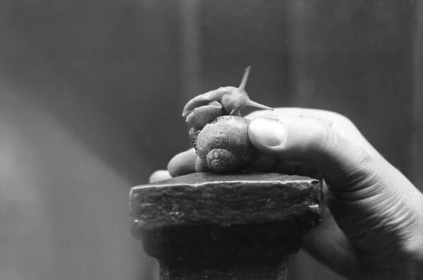 A Snail in the Hand