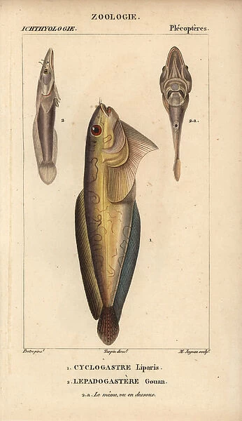Snailfish, Cyclogasterus liparis, and clingfish