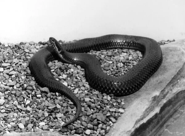 A SNAKE. A snake. Date: 1960s