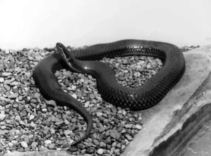 Framed Print : A SNAKE. A snake. Date: 1960s Framed Print : A SNAKE. A snake. Date: 1960s