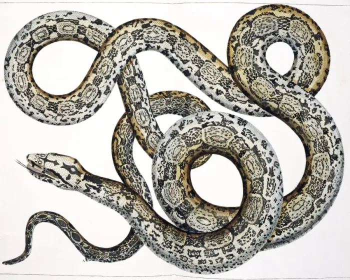 Framed Print : Snake by Albertus Seba Framed Print : Snake by Albertus Seba