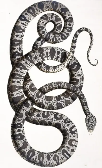 Framed Print : Snake by Albertus Seba Framed Print : Snake by Albertus Seba