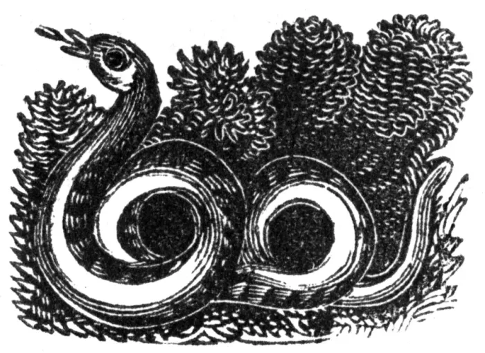 Framed Print : Snake, c. 1800 Framed Print : Snake, c. 1800