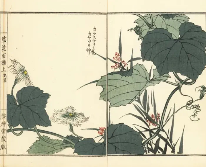 Framed Print : Snake gourd flower, and lesser ricefield sedge grass Framed Print : Snake gourd flower, and lesser ricefield sedge grass