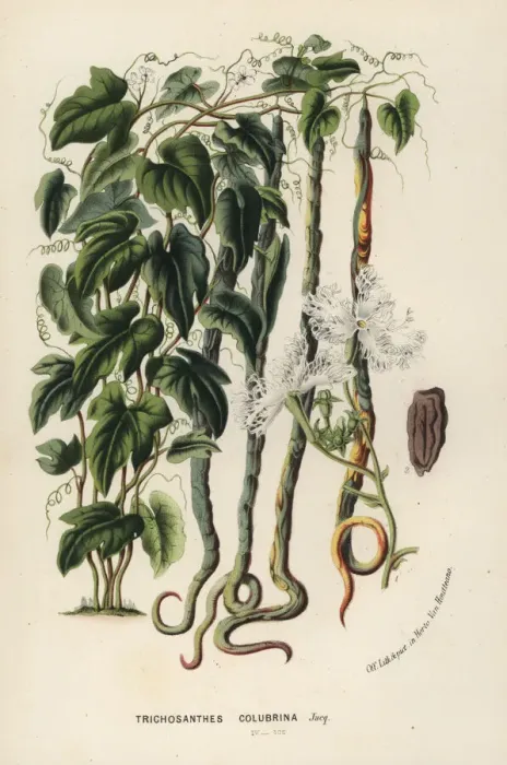 Framed Print : Snake gourd, Trichosanthes cucumerina Framed Print : Snake gourd, Trichosanthes cucumerina