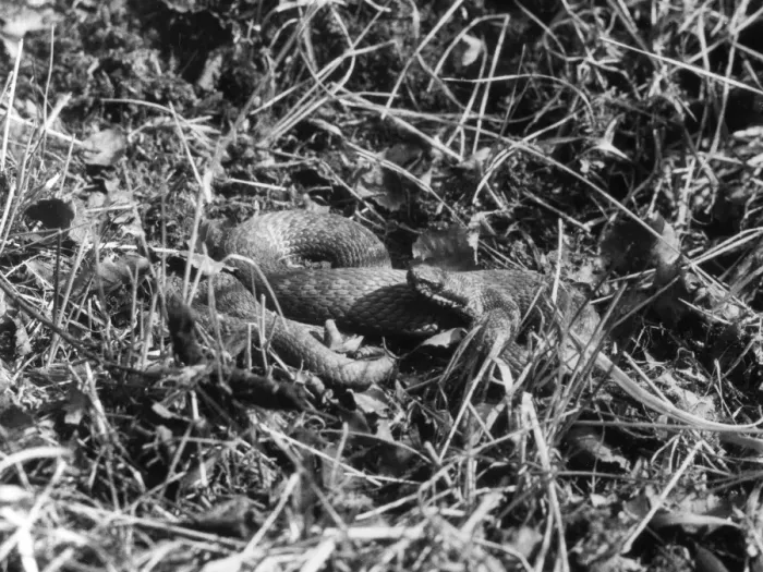 Framed Print : A Snake in the Grass Framed Print : A Snake in the Grass