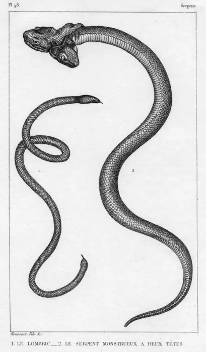 Framed Print : Snake with Two Heads Framed Print : Snake with Two Heads
