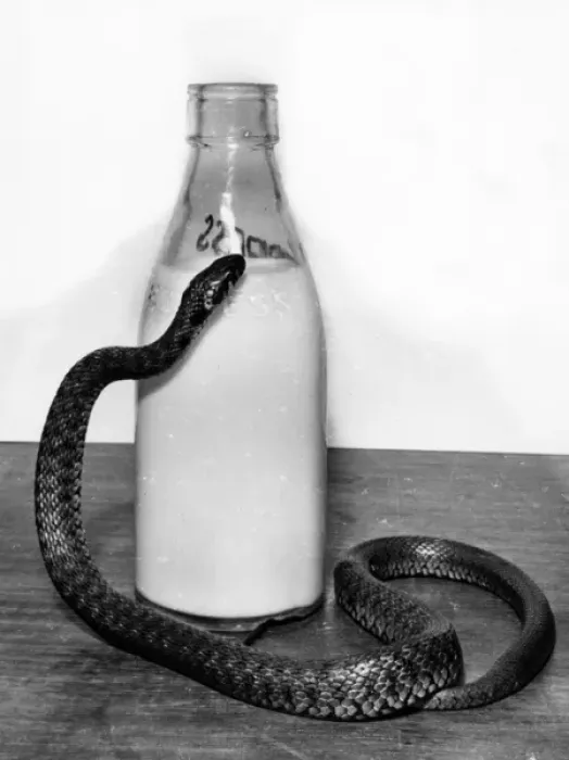 Framed Print : Snake with a milk bottle Framed Print : Snake with a milk bottle