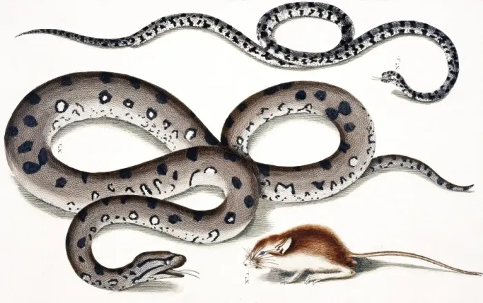 Framed Print : Snake and rodent by Albertus Seba Framed Print : Snake and rodent by Albertus Seba