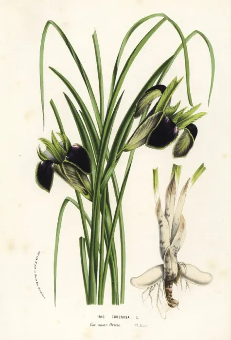 Framed Print : Snake s-head or widow iris, Iris tuberosa Framed Print : Snake s-head or widow iris, Iris tuberosa
