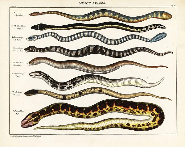 Snake species. Marine file snake, Chersydrus granulatus
