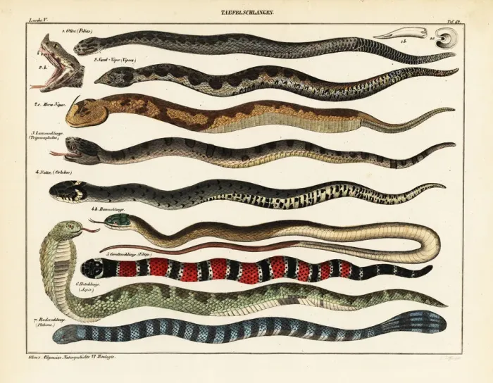 Framed Print : Snake species Framed Print : Snake species