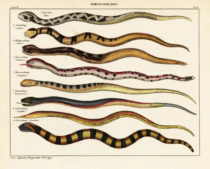 Framed Print : Snake species Framed Print : Snake species