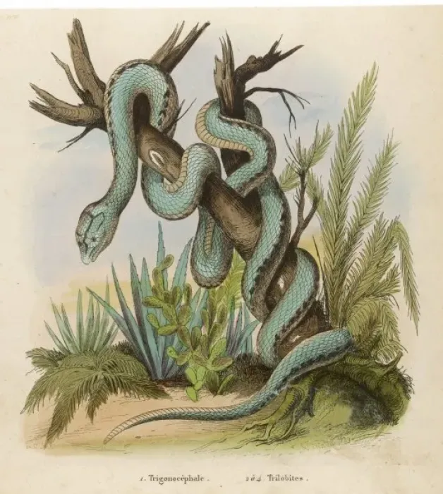 Framed Print : Snake / Trigonocephalus Framed Print : Snake / Trigonocephalus