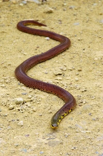 A snake (unidentified) on a road to Borneo Rainforest