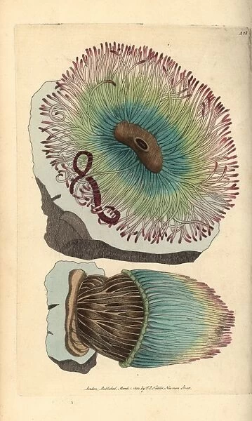 Snakelocks anemone, Anemonia sulcata