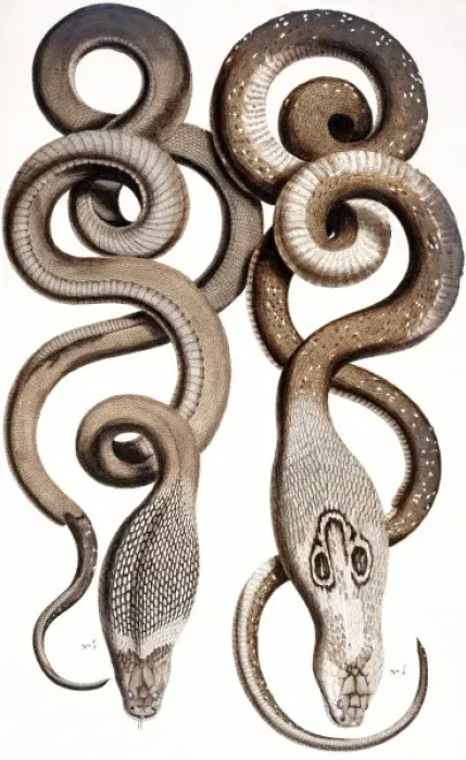 Framed Print : Snakes by Albertus Seba Framed Print : Snakes by Albertus Seba