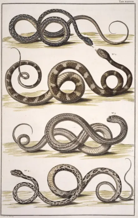 Framed Print : Snakes by Albertus Seba Framed Print : Snakes by Albertus Seba