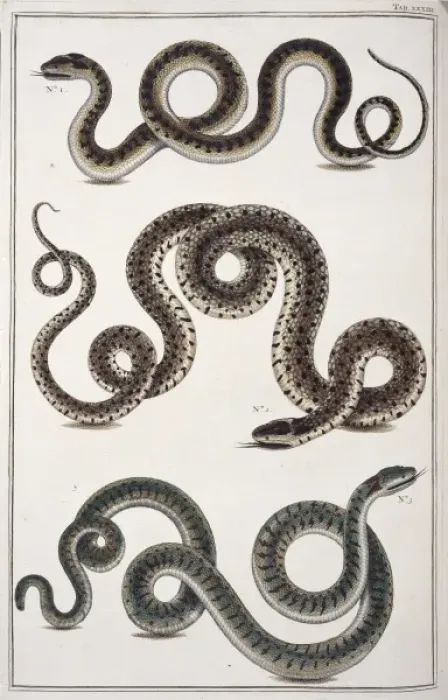 Framed Print : Snakes by Albertus Seba Framed Print : Snakes by Albertus Seba