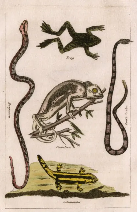 Framed Print : Snakes, A Chameleon, a frog and a salamander Framed Print : Snakes, A Chameleon, a frog and a salamander