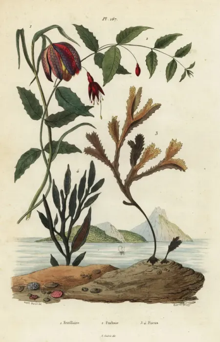 Framed Print : Snakes head fritillary, hummingbird fuchsia and seaweeds Framed Print : Snakes head fritillary, hummingbird fuchsia and seaweeds