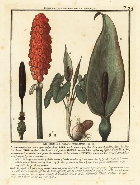Framed Print : Snakeshead, Arum maculatum Framed Print : Snakeshead, Arum maculatum