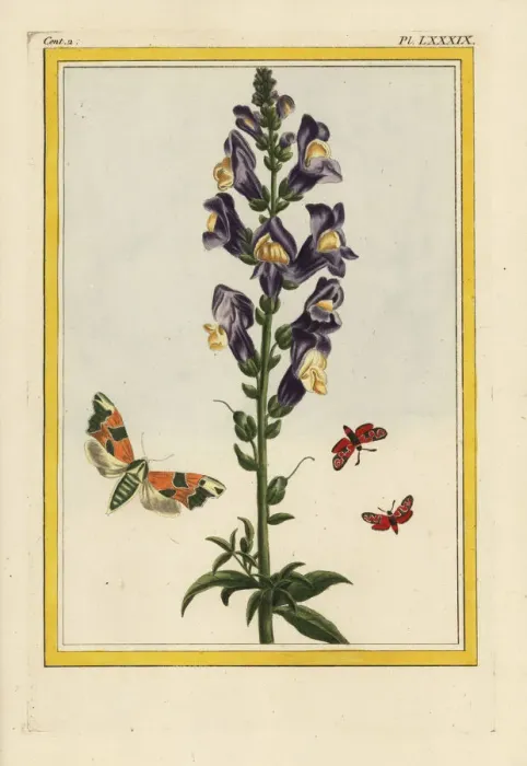 Framed Print : Snapdragon, Antirrhinum majus Framed Print : Snapdragon, Antirrhinum majus