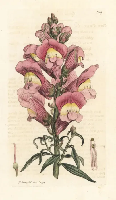 Framed Print : Snapdragon, Antirrhinum majus Framed Print : Snapdragon, Antirrhinum majus