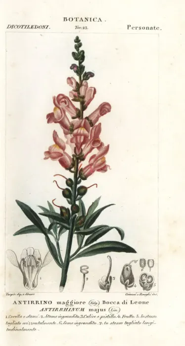 Framed Print : Snapdragon, Antirrhinum majus Framed Print : Snapdragon, Antirrhinum majus