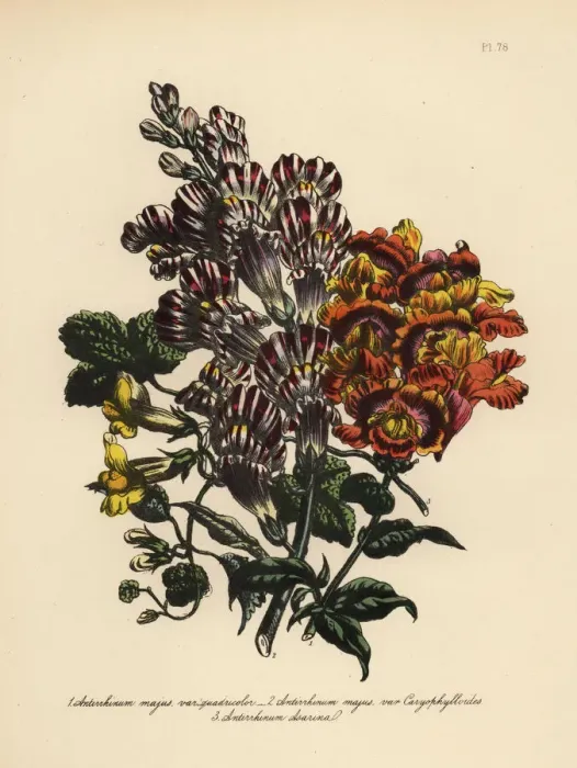 Framed Print : Snapdragon or Antirrhinum species