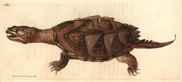 Snapping turtle, Chelydra serpentina