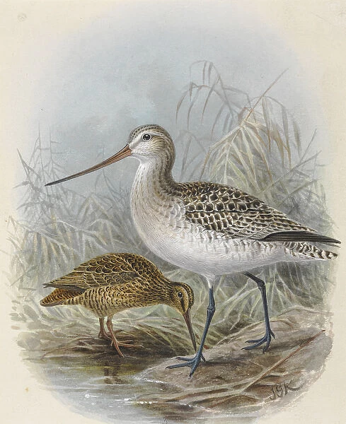 Snares Island Snipe and Bar-Tailed Godwit